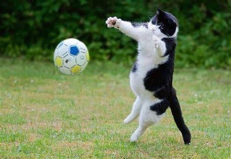 cat catch the ball